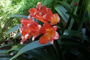 Garden 1